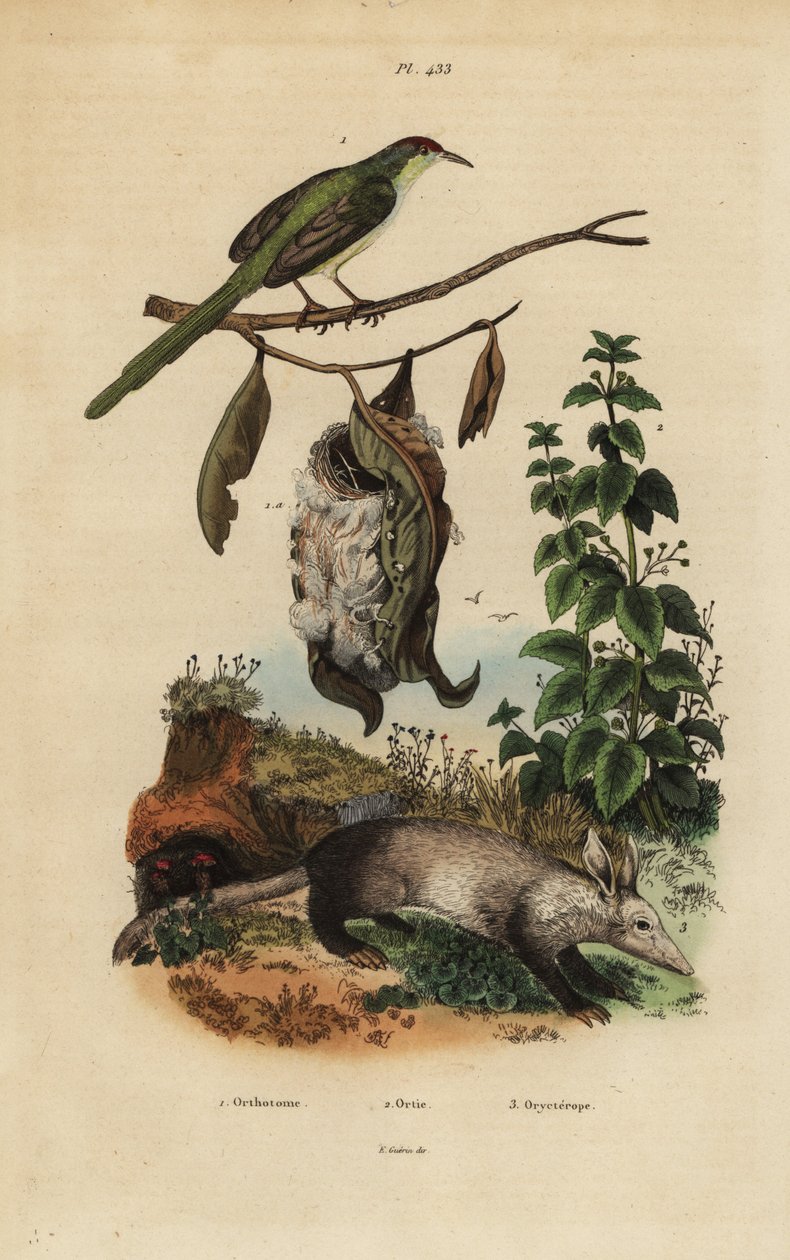Vanlig skredderfugl, Orthotomus sutorius med reir, brennesle, Urtica dioica og jordvark, Orycteropus afer av Unbekannt