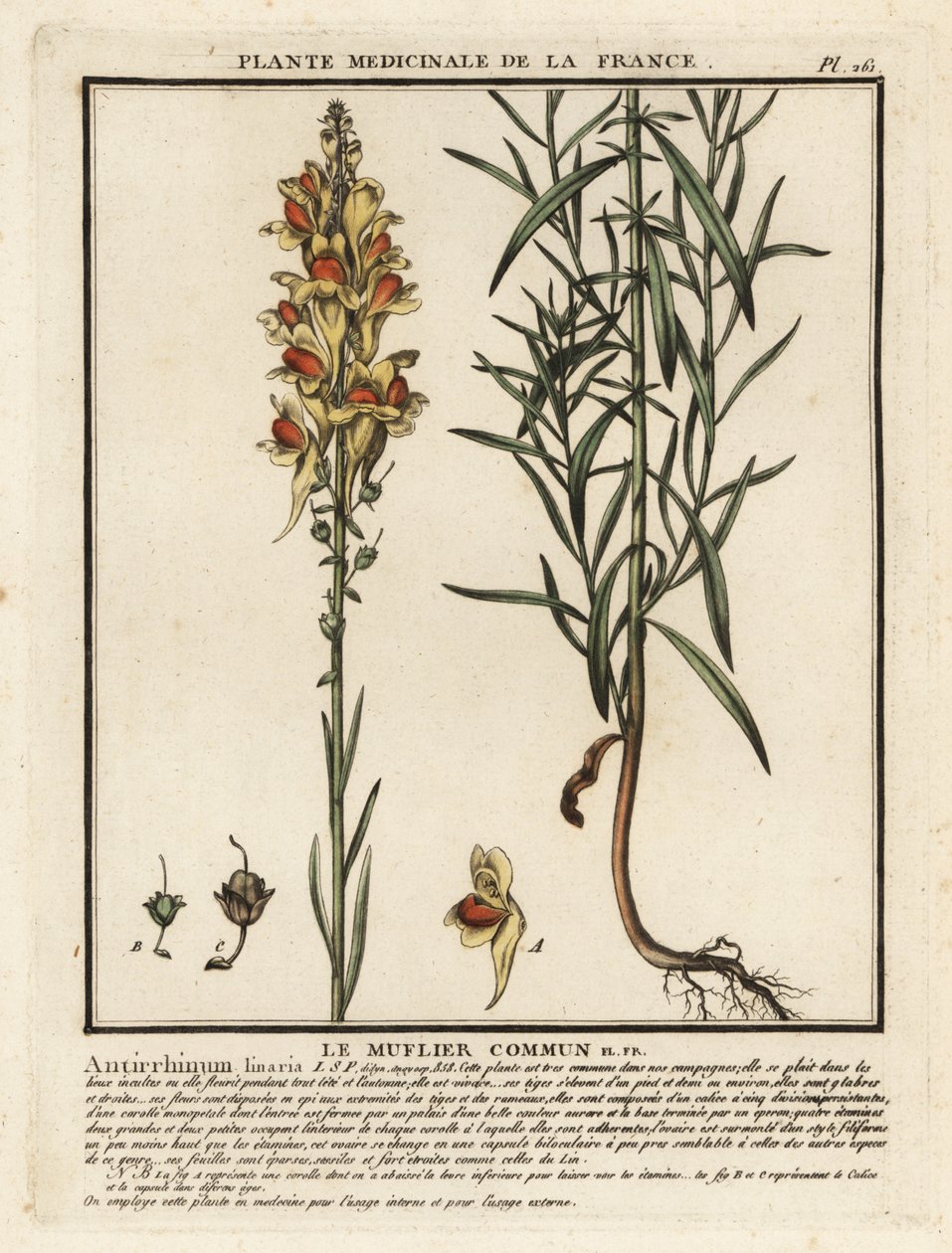 Vanlig paddelin, Linaria vulgaris. av Unbekannter Künstler