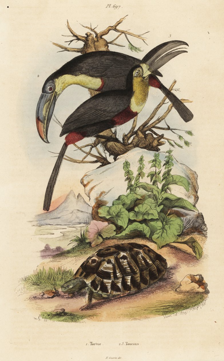 Vanlig skilpadde, Testudo graeca 1, svovelbrynet tukan, Ramphastos sulfuratus 2, og hvitstrupet tukan, Ramphastos tucanus 3, Tortue, tukaner av Unbekannt