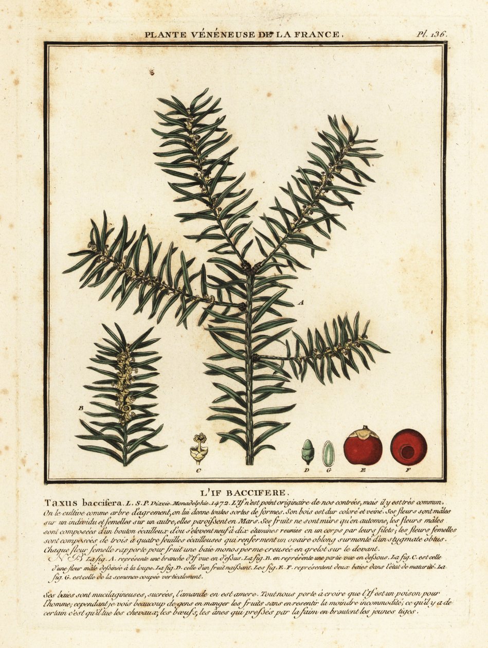 Vanlig barlind eller engelsk barlind, Taxus baccata. av Unbekannter Künstler