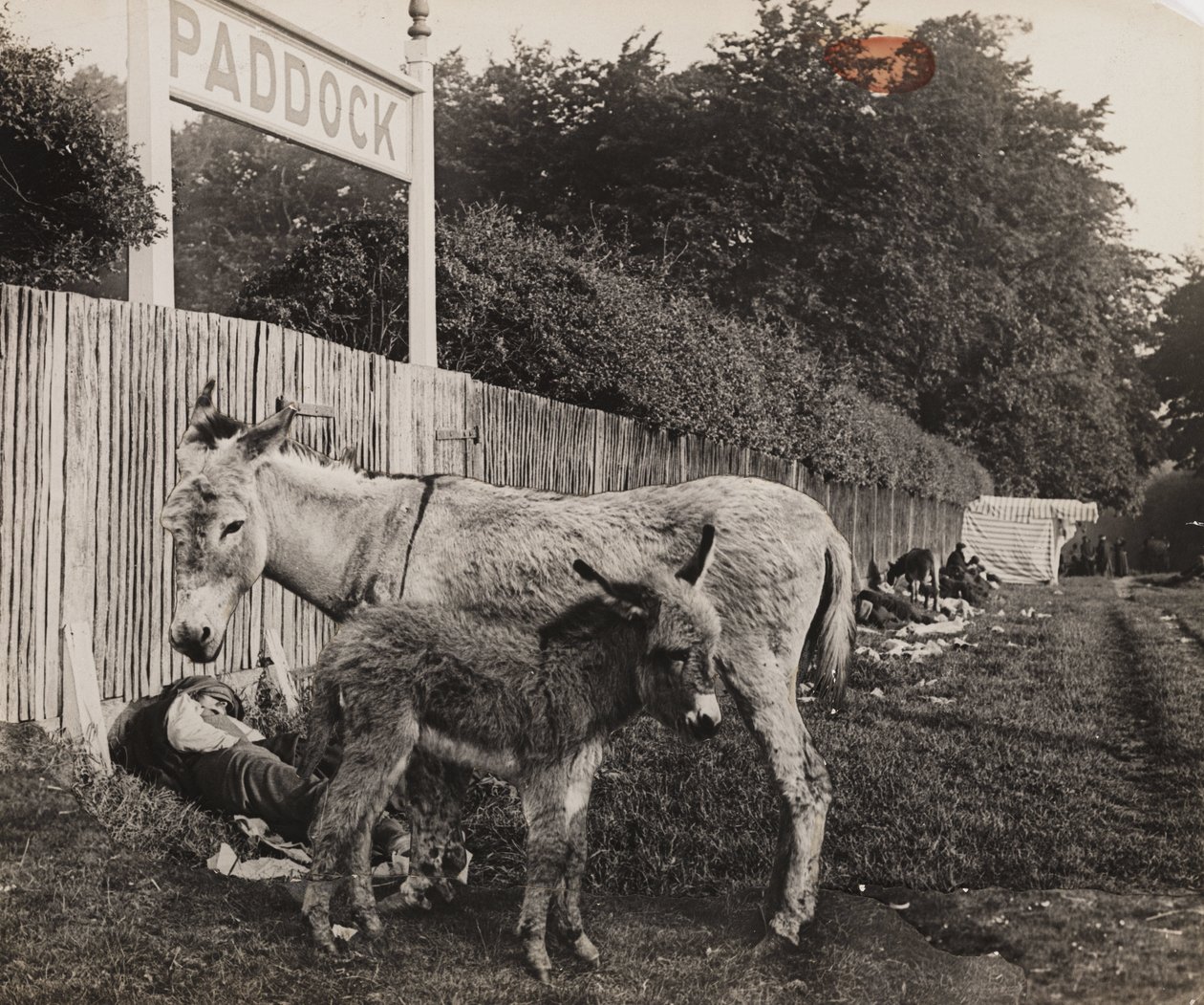 Sammensatt av to esler, ca 1909 av Unbekannt