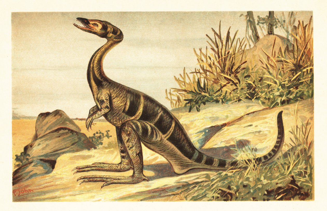 Compsognathus longipes, utdødd liten, kjøttetende theropod. 1908 (litografi) av Unbekannter Künstler