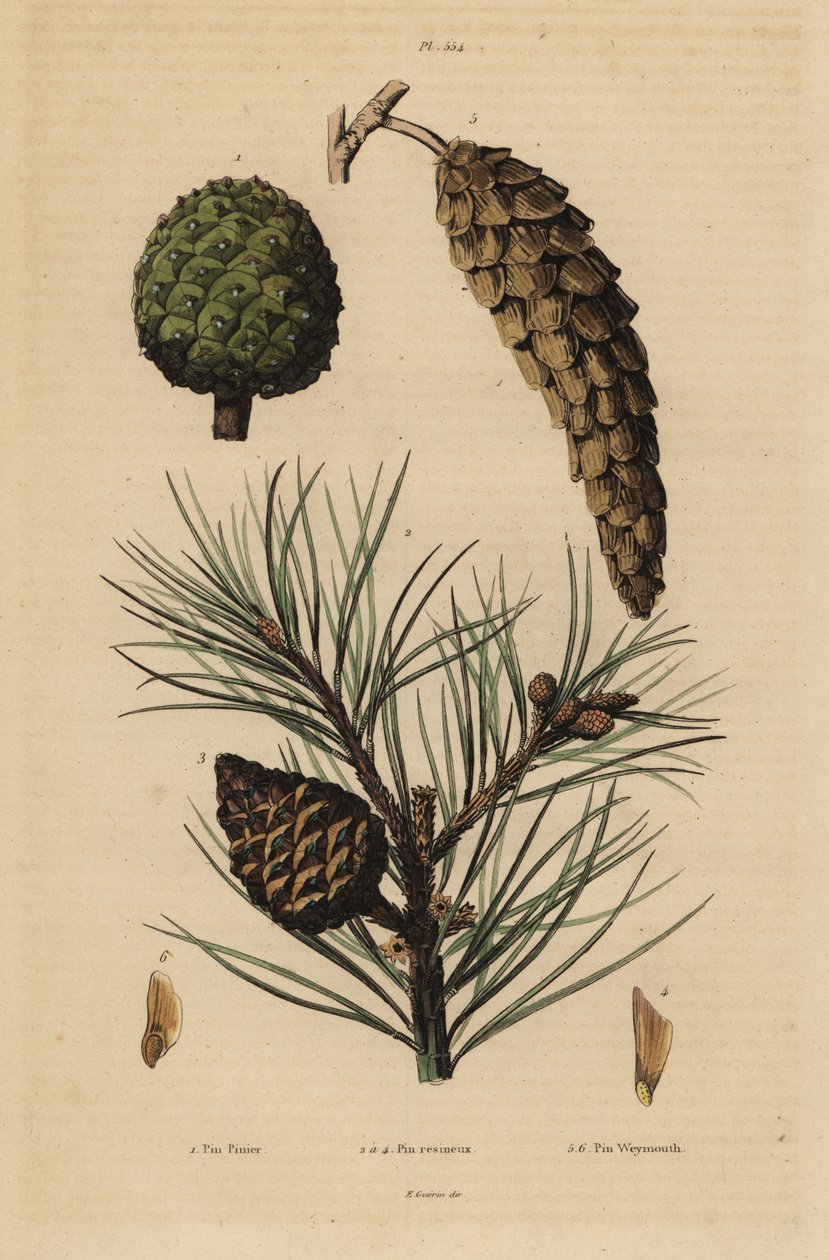 Kongler av steinfuru, Pinus pinea 1, rødfuru, Pinus resinosa 2-4, og Weymouthfuru, Pinus strobus 5,6 av Unbekannt