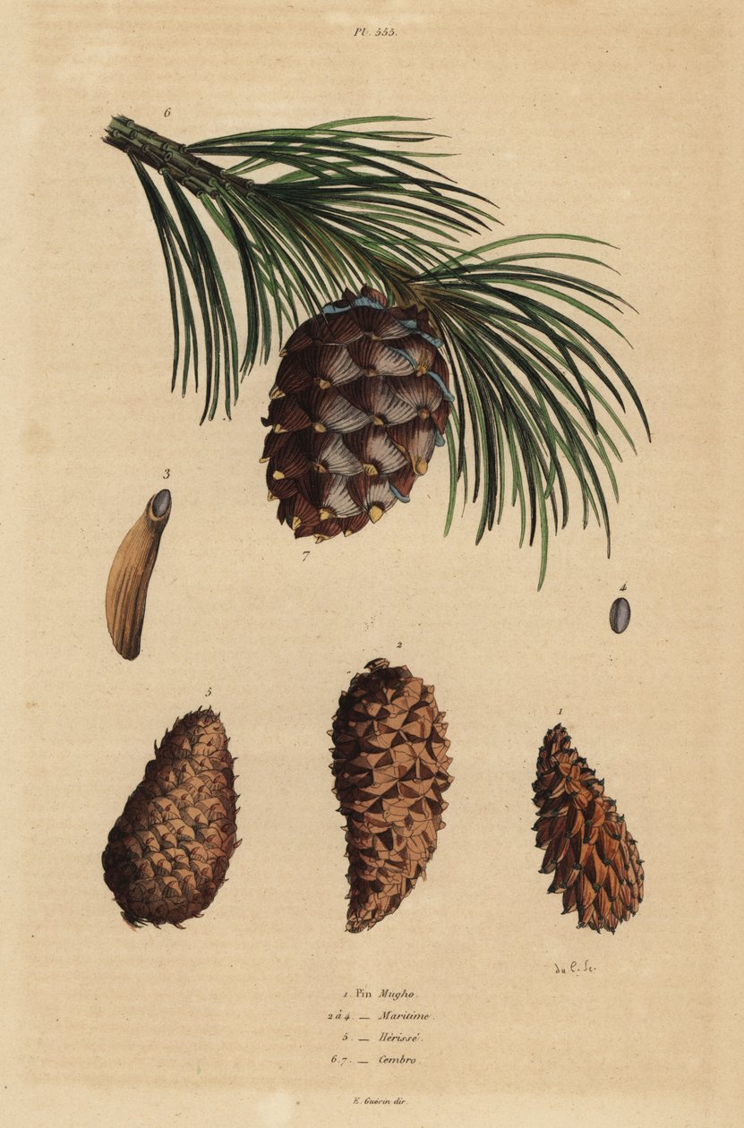 Kongler av krypfuru, Pinus mugo 1, Aleppo-furu, Pinus halepensis 2-4, bekfuru, Pinus rigida 5, og sveitserfuru, Pinus cembra av Unbekannt