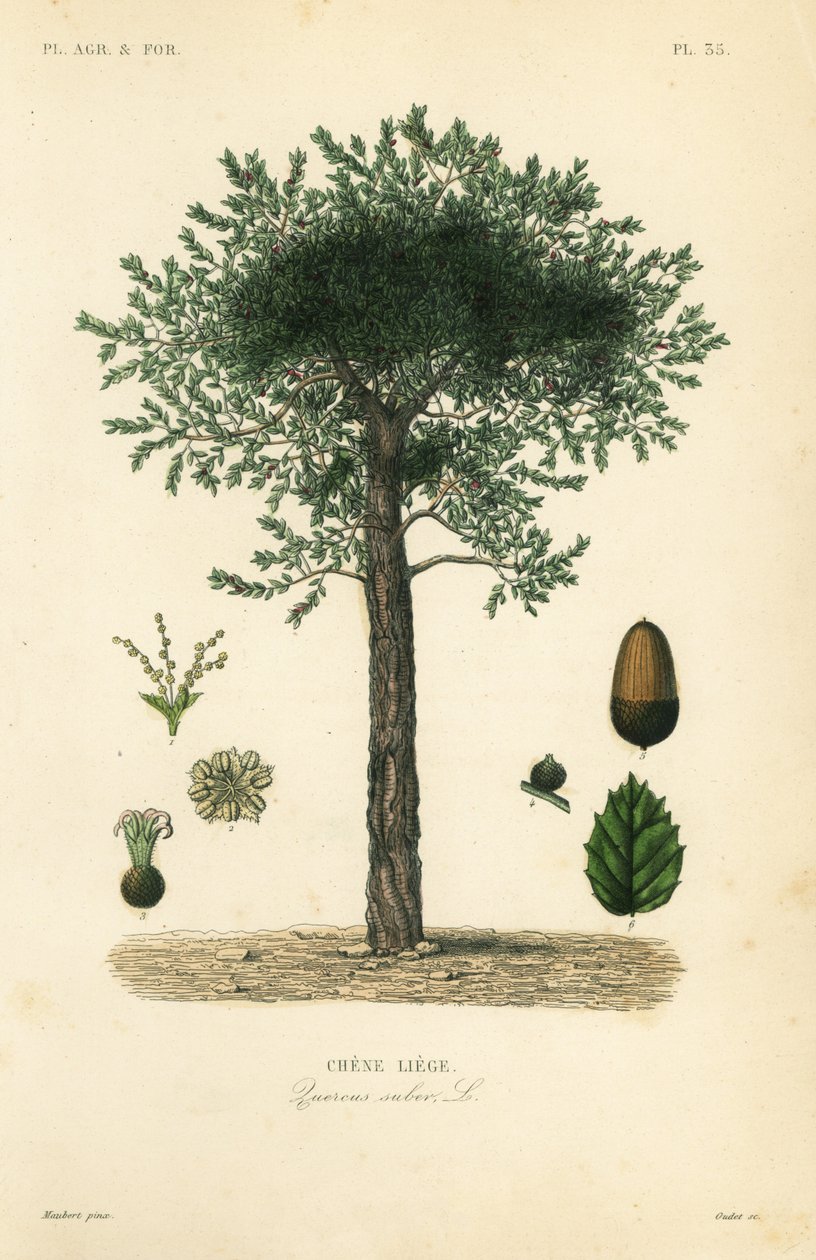 Korkeik, Quercus suber, chene liege av Unbekannt