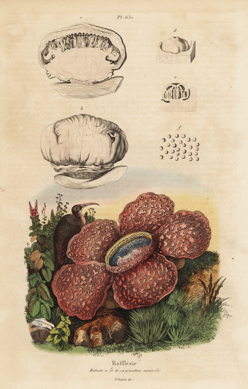Liklilje eller rafflesia, Rafflesia arnoldii av Unbekannt