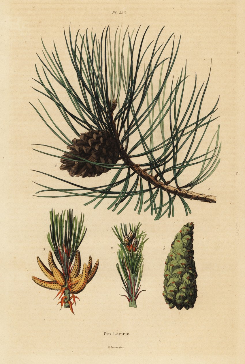 Korsikansk furutre, Pinus nigra subsp av Unbekannt