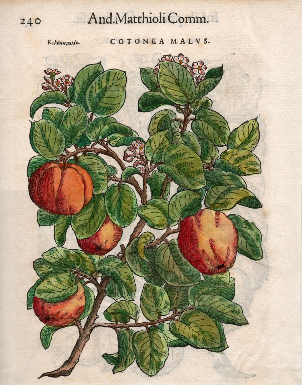 Cotonea Malvs. fra Pietro Andrea Mattiolis 'Commentaires' (farget tresnitt) av Unbekannt