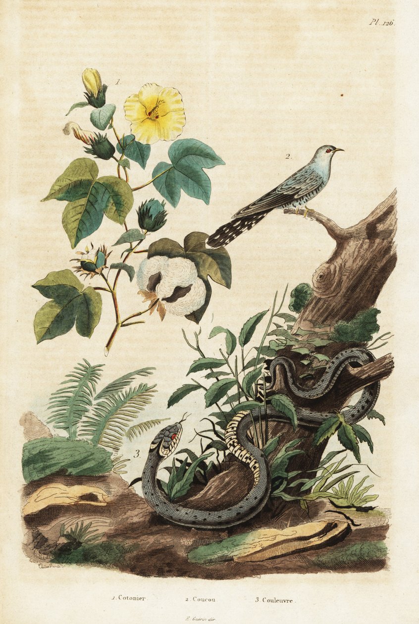 Bomull, gjøk og gressslange., 1834-1839 (gravering) av Unbekannter Künstler
