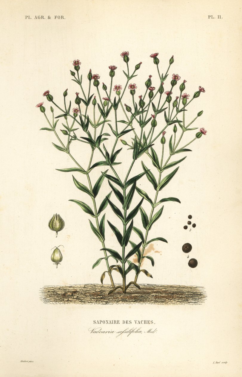 Kuurt, Vaccaria hispanica, Vaccaria sessilifolia, Saponaire des Vaches av Unbekannt