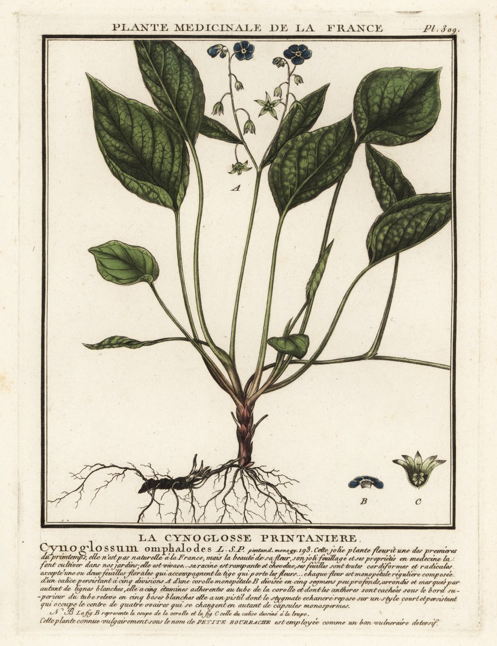 Krypende navle, Omphalodes verna. av Unbekannter Künstler