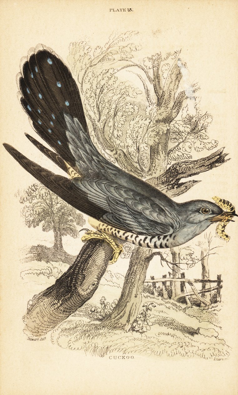 Gjøk, Cuculus canorus, med en larve i nebbet. 1889 (gravering) av Unbekannter Künstler
