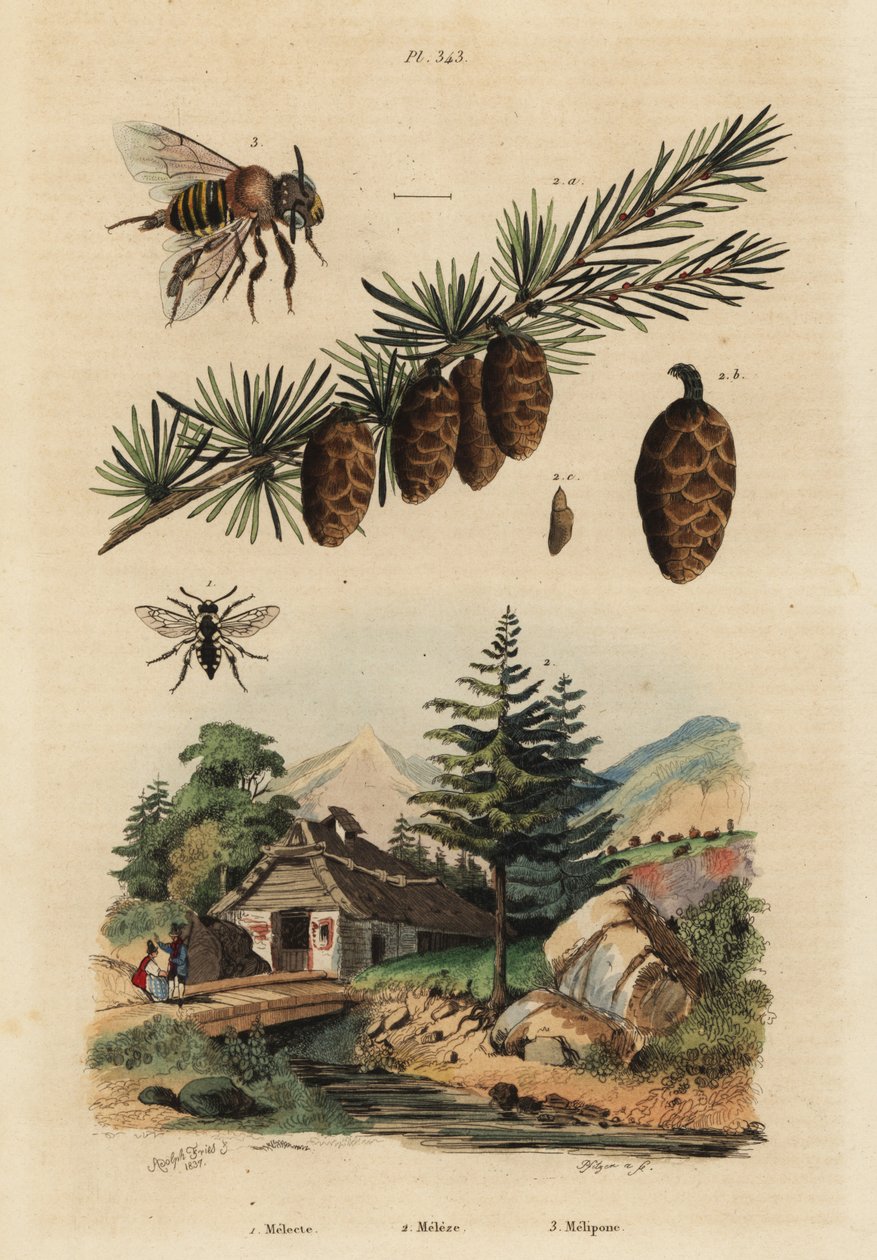 Gjøkebi, Melecta albifrons 1, europeisk lerketre, Larix decidua 2, og Stingless Melipona honningbi, Melipona favosa av Unbekannt