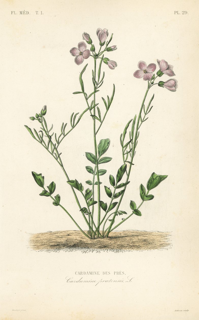 Gjøkeblomst, Cardamine pratensis, Cardamine des pres av Unbekannt