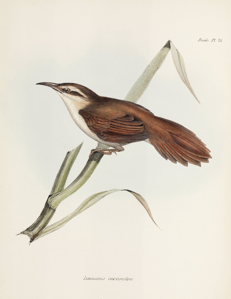 Curve-billed reedhaunter, Argentina, ca 1832-1836 av Unbekannter Künstler