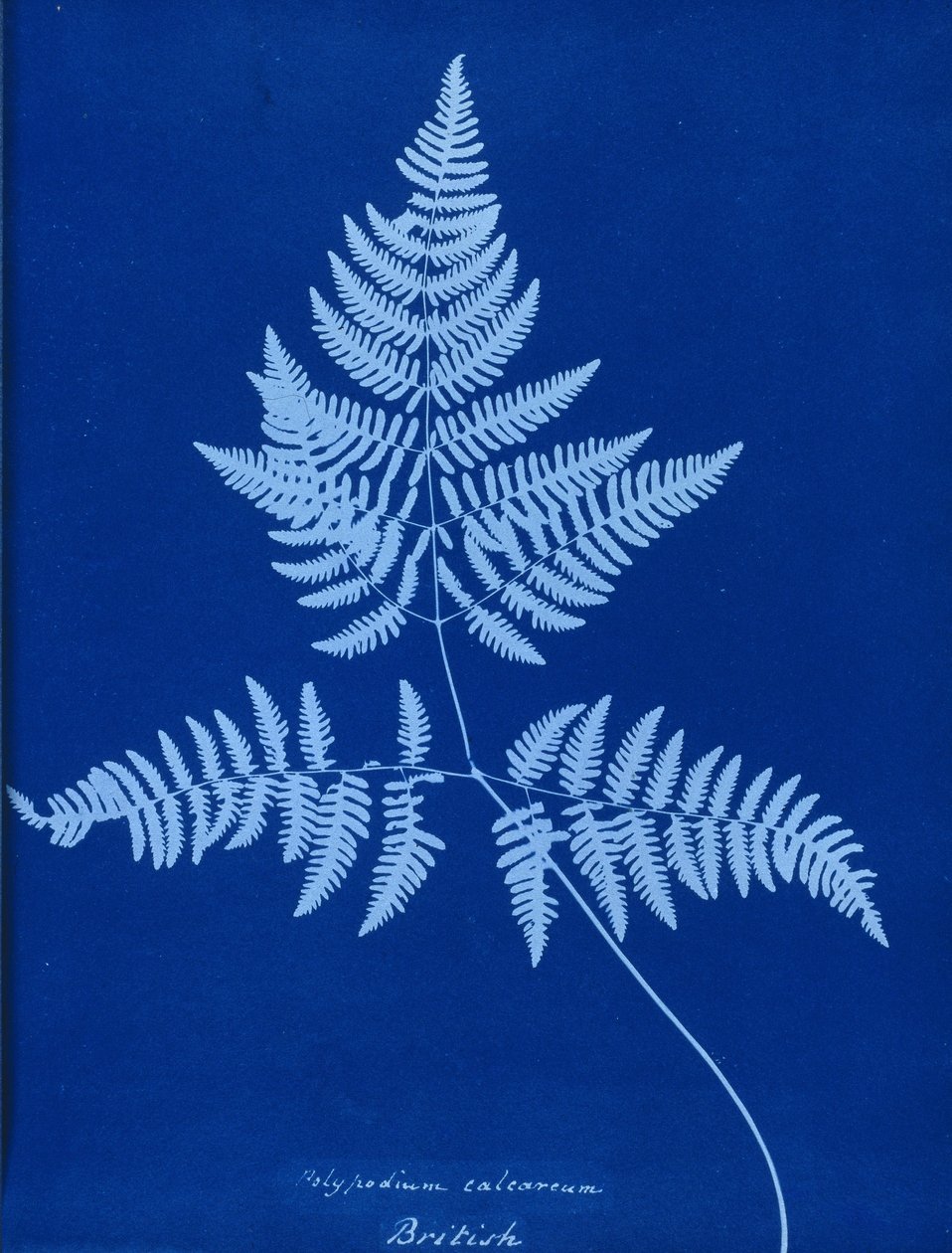 Cyanotype av Polypodium calcareum av Unbekannt