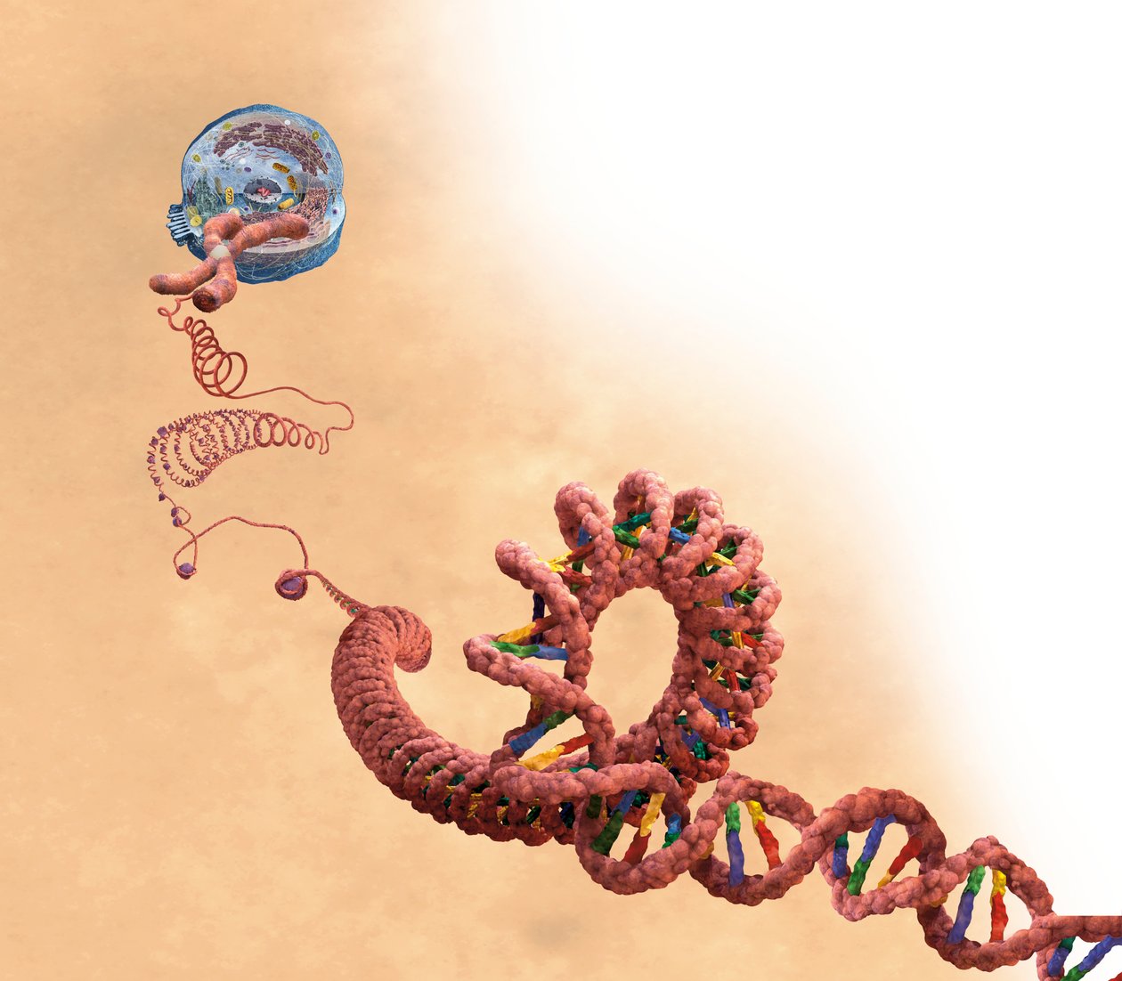 DNA inkludert dobbel helix, kromosom, celle av Unbekannter Künstler