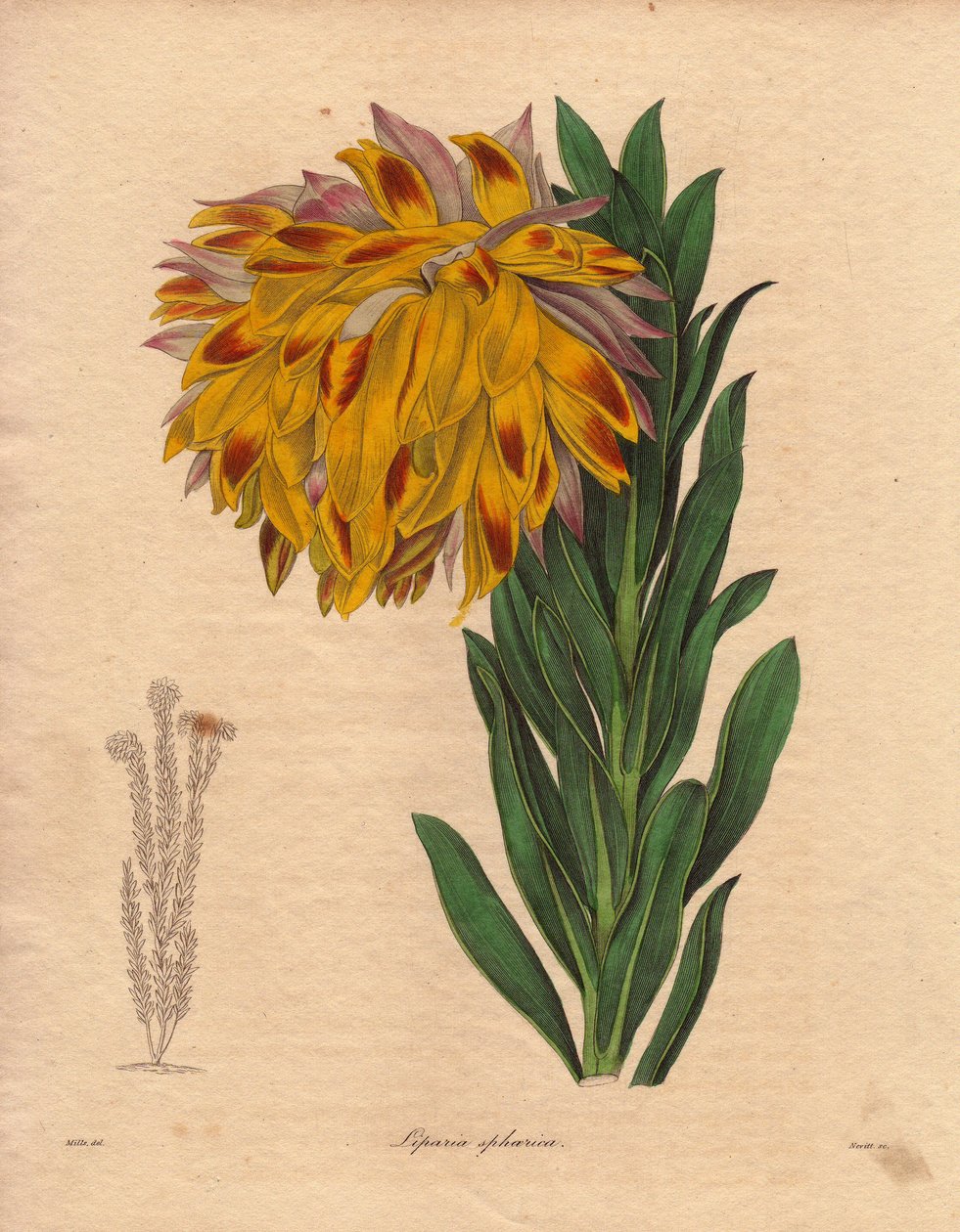 Dahlia variant, sfærisk liparia (Liparia sphaerica), har stor skjeve blomst, oransje farge, hjemmehørende i Cape Town (Sør-Afrika). Illustrasjon av R. Mills (aktiv 1836-1842), i The Botanist, serie av Benjamin Maund i fem bind, utgitt mellom 18. av Unbekannter Künstler