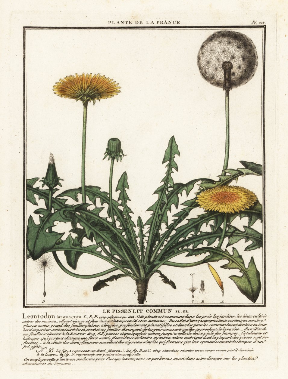 Løvetann, Taraxacum campylodes. av Unbekannter Künstler