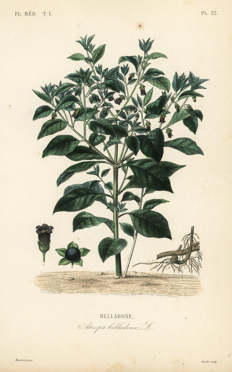 Dødelig nattskygge, Atropa belladonna, Belladone av Unbekannt