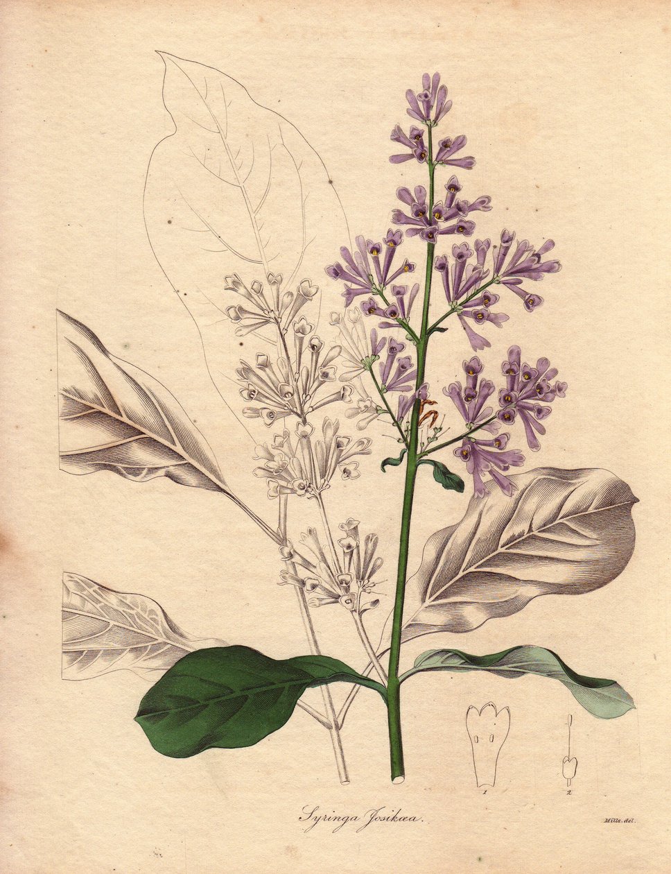 Beskrivelse av den ungarske syrinen (Syringa josikaea), hjemmehørende i Sentral- og Øst-Europa. Illustrasjon av Miss R. Mills (aktiv 1836-1842), i The Botanist, serie av Benjamin Maund i fem bind, utgitt mellom 1836 og 1842. Dette verket er kjent av Unbekannter Künstler