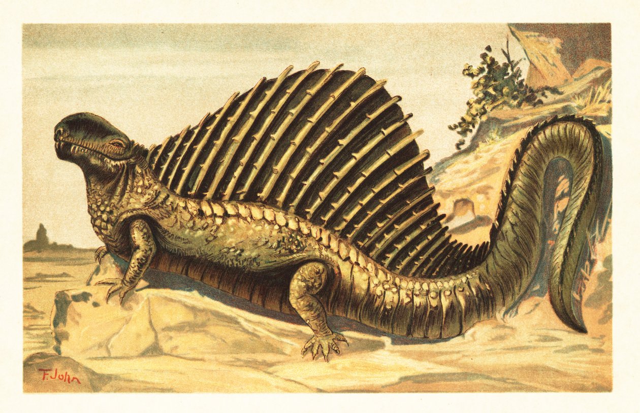 Dimetrodon limbatus med sin karakteristiske nevrale ryggrad seil på den1908 (litografi) av Unbekannter Künstler