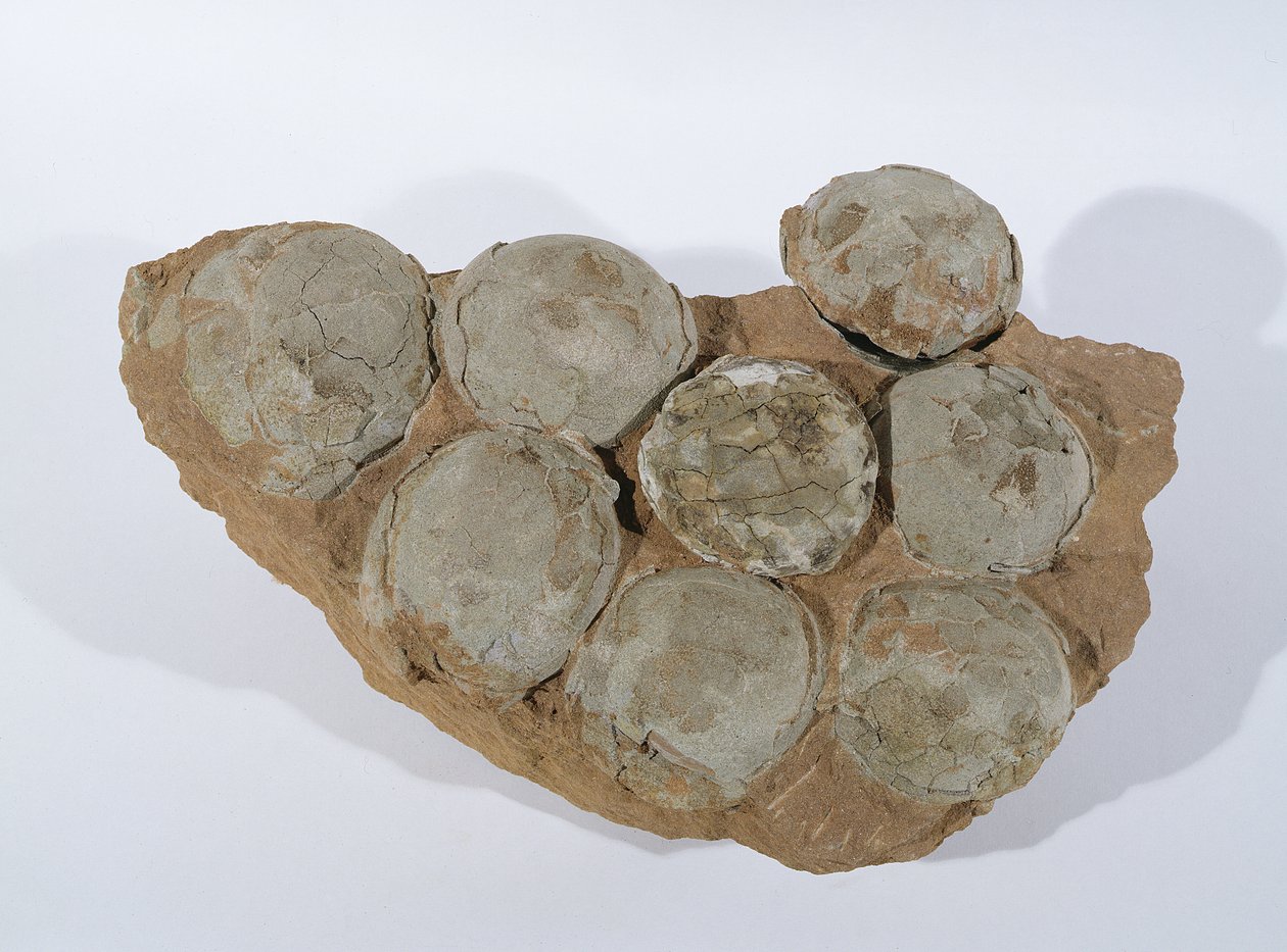 Dinosaur egg, funnet i Henan-provinsen, Kina, øvre kritt (bilde) av Unbekannt