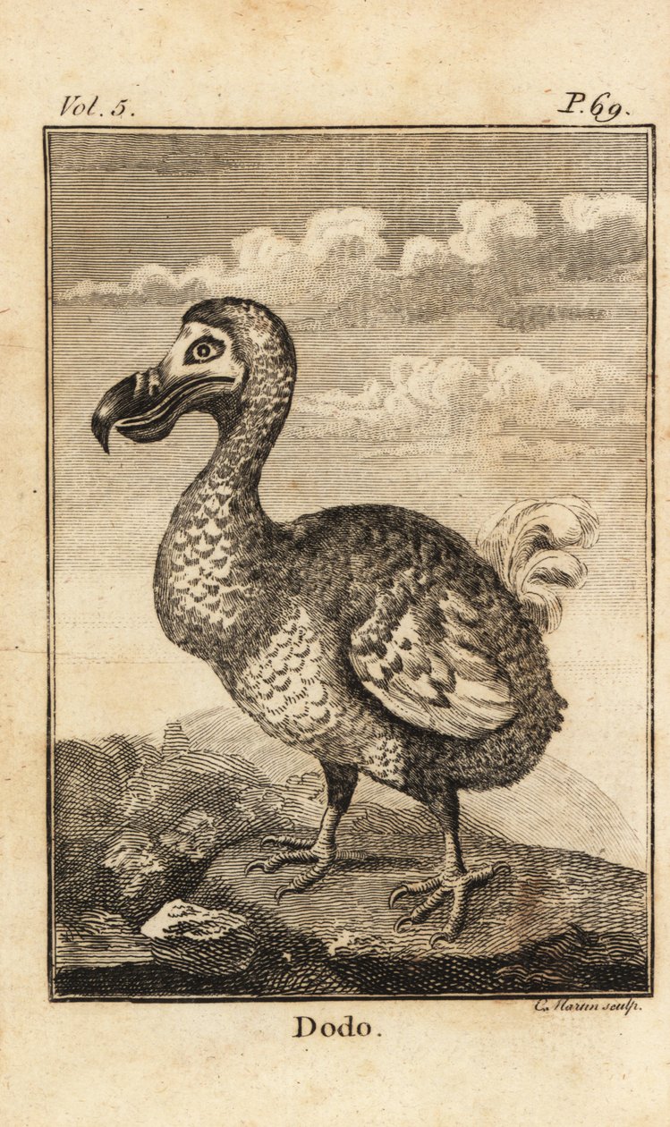 Dodo, Raphus cucullatus, utdødd fugl av Unbekannt