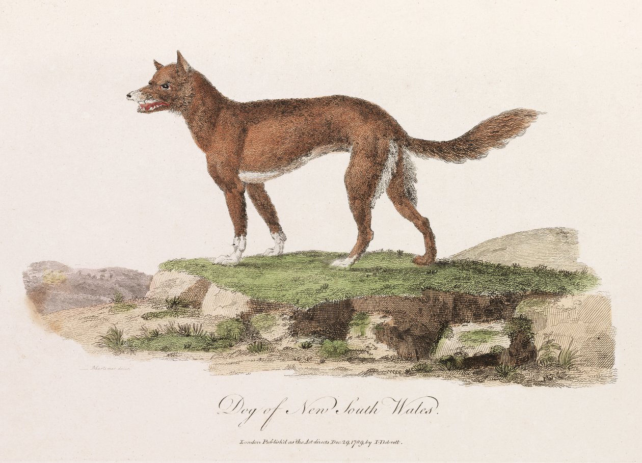 "Dog of New South Wales" av Unbekannter Künstler