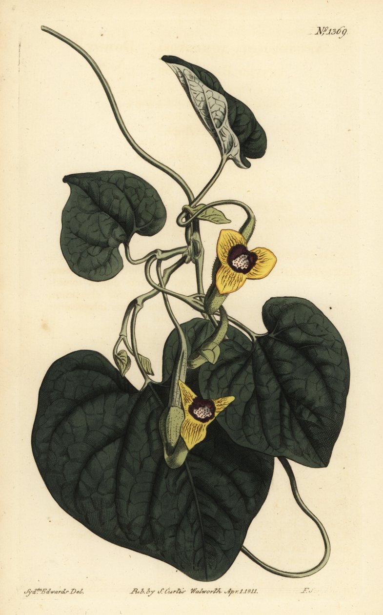 Dunbladig barselurt, Aristolochia tomentosa av Unbekannt