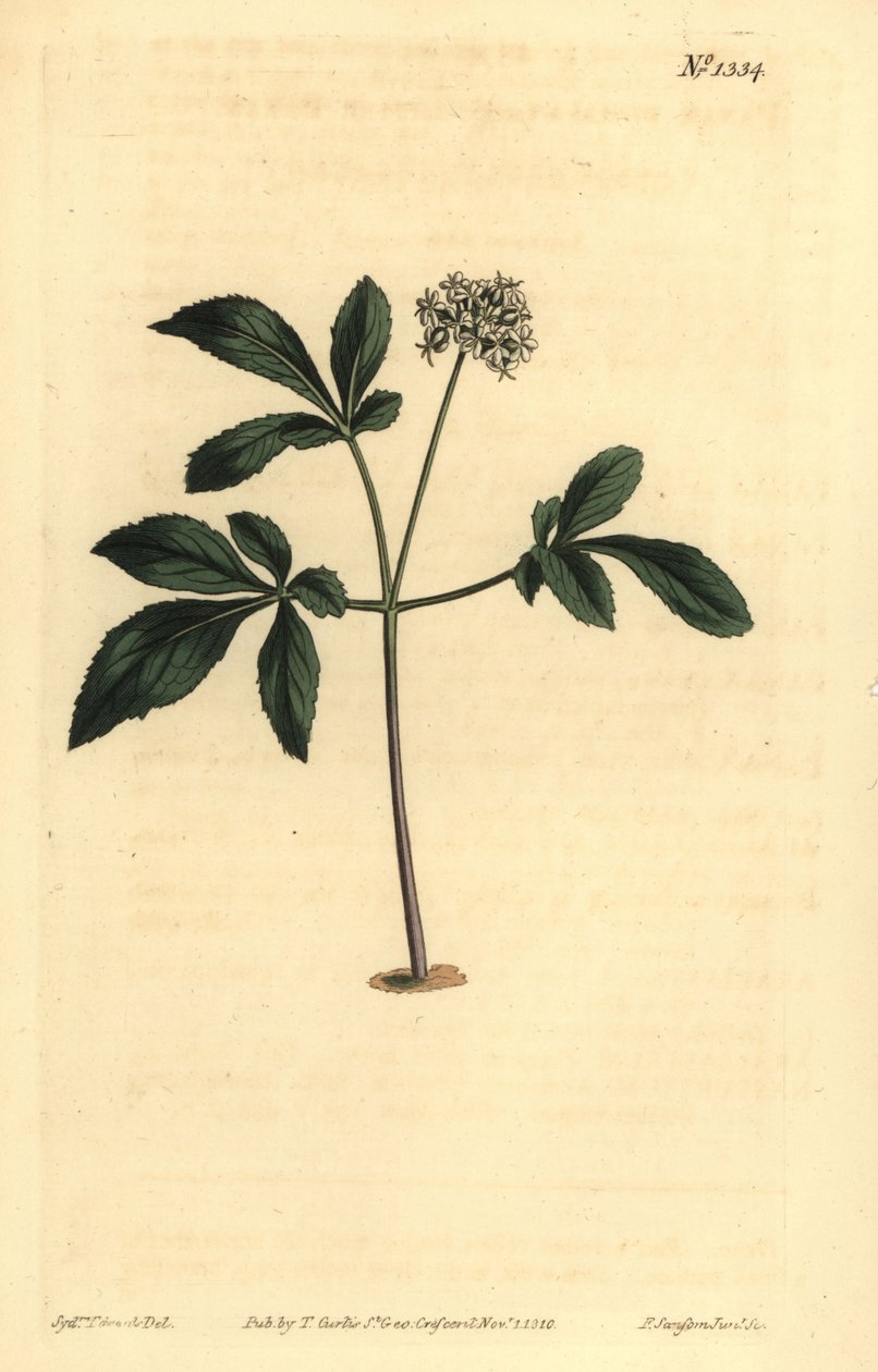Dvergginseng, Panax trifolius av Unbekannt