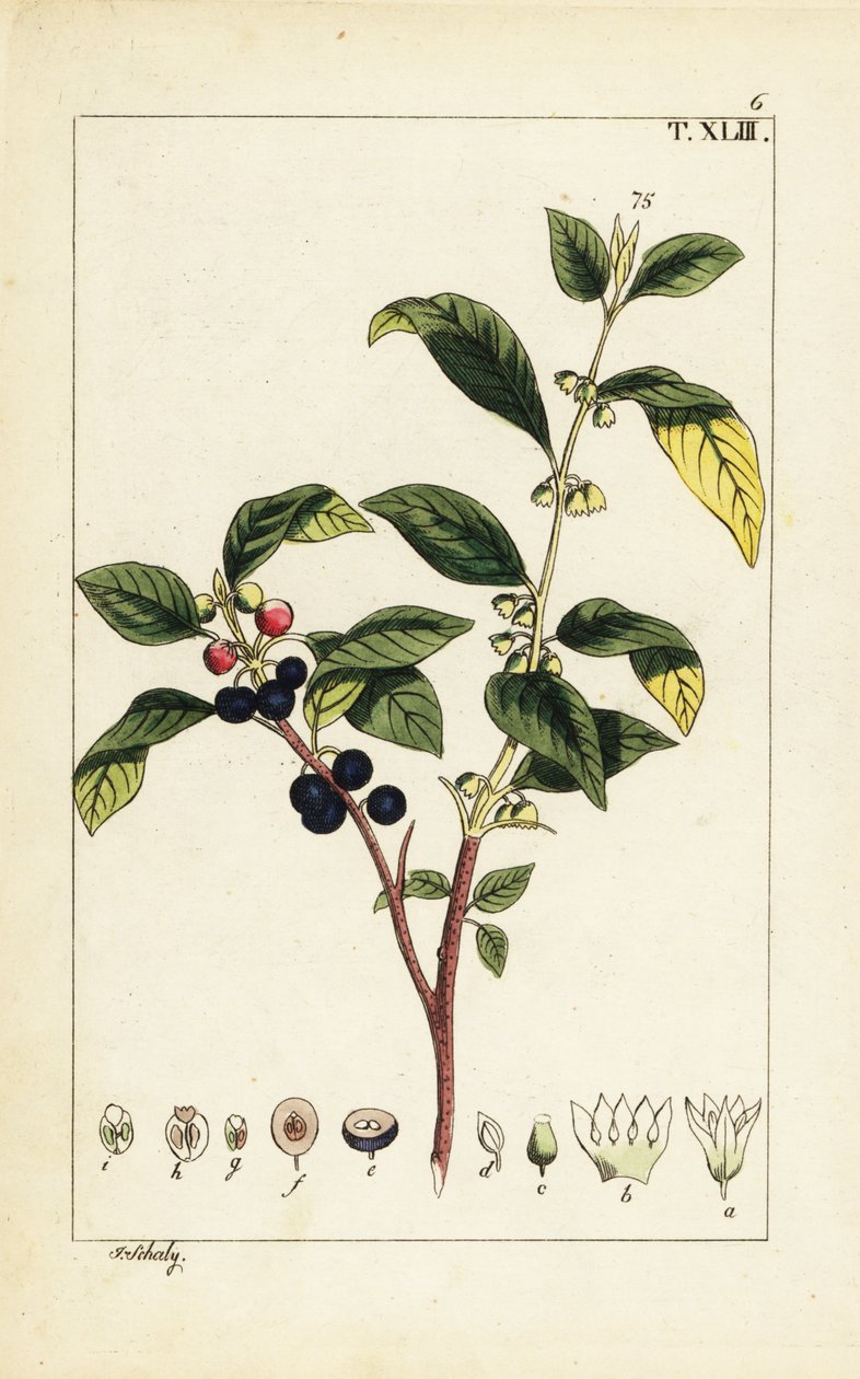 Dyer’s buckthorn, Flueggea tinctoria. av Unbekannter Künstler