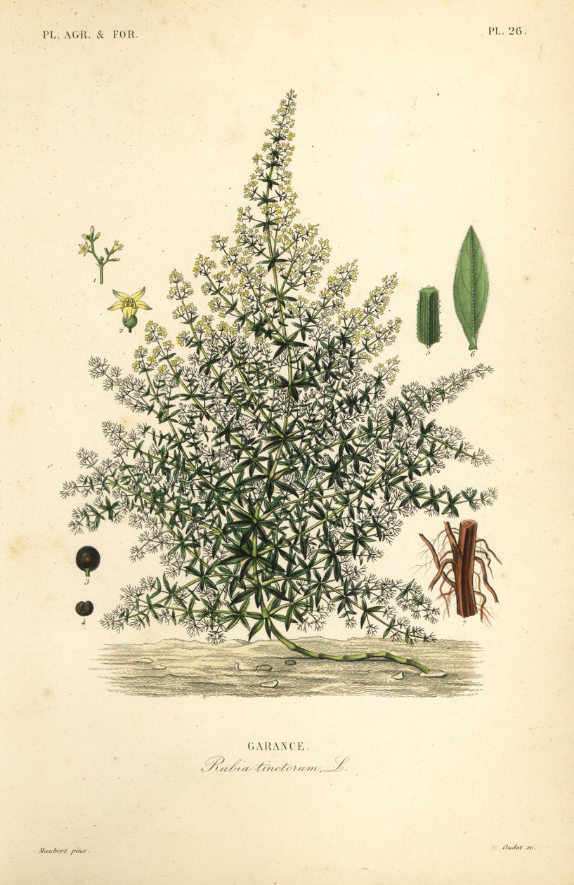 Dyer