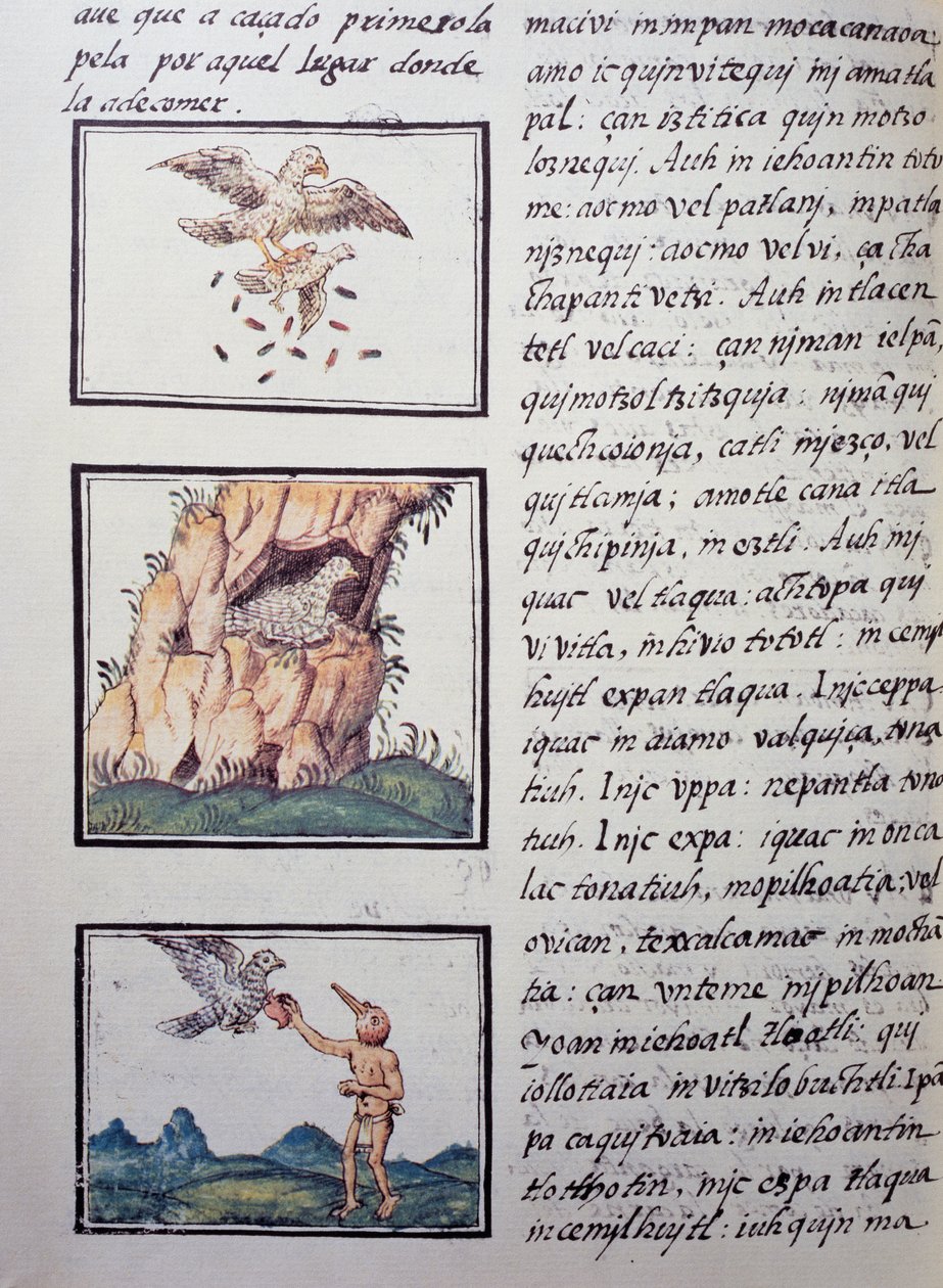 Eagles, side fra Florentine Codex, tospråklig versjon på spansk og Nahuatl, General History of the Things of New Spain av den spanske misjonæren Fray Bernardino de Sahagun (1499-1590). Aztekisk sivilisasjon av William M. Timlin