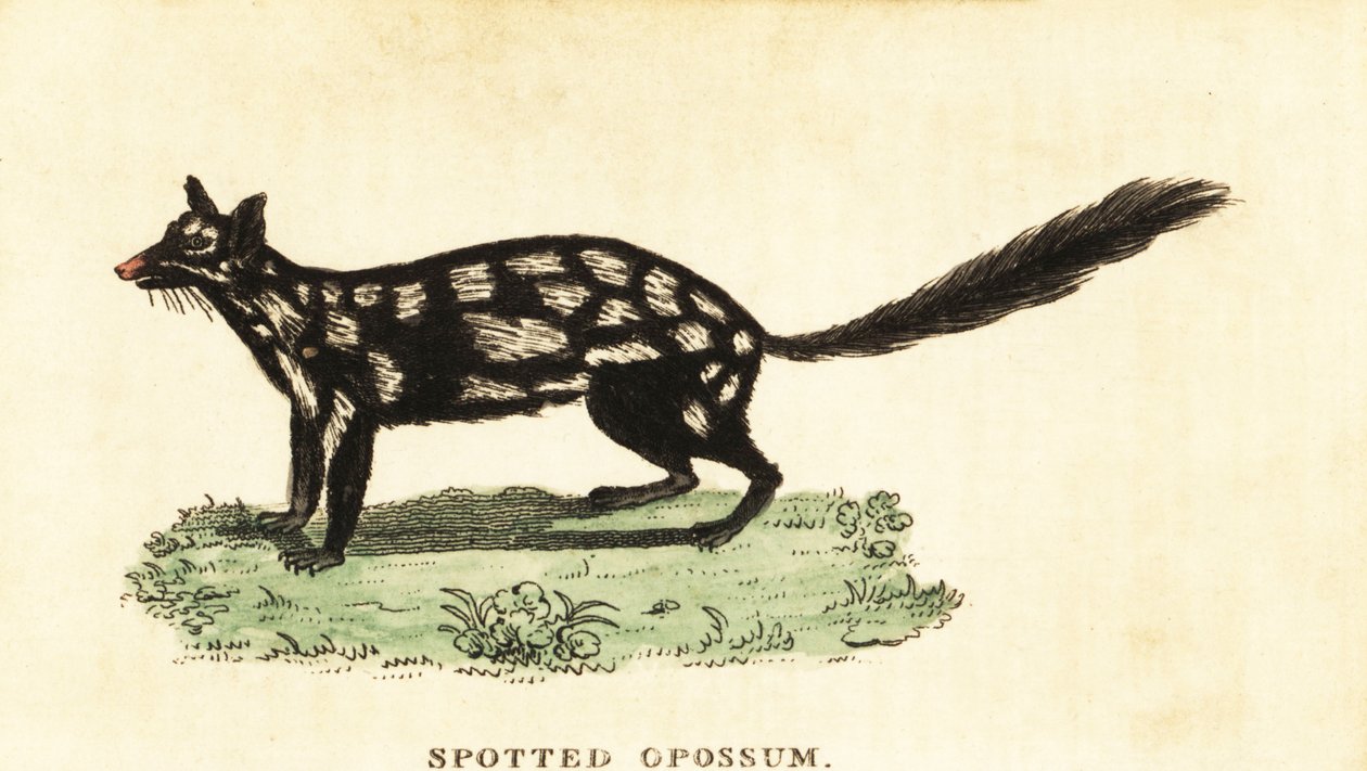 Østlig quoll, Dasyurus vaskebjørn. ,1800 (gravering) av Unbekannter Künstler