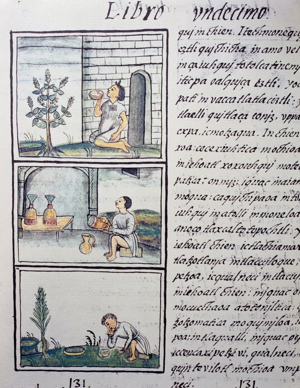 Spiselige planter, side fra bok XI av den florentinske kodeksen, tospråklig versjon på spansk og Nahuatl, General History of the Things of New Spain, av den spanske misjonæren Fray Bernardino de Sahagun (1499-1590). Aztekisk sivilisasjon av William M. Timlin