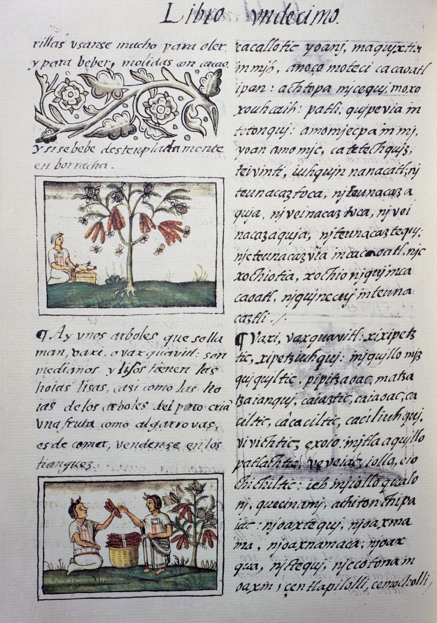 Spiselige planter, røde bønner, side fra bok XI av Florentine Codex, tospråklig versjon på spansk og Nahuatl, General History of Things of New Spain, av den spanske misjonæren Fray Bernardino de Sahagun (1499-1590). Aztekisk sivilisasjon av William M. Timlin