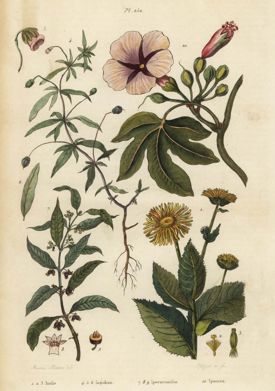 Elecampane, Inula helenium 1-3, grønn fiolett, Hybanthus arter Ionidium polygalifolium 4-6, ipecacuanha, Carapichea ipecacuanha 7-9, og morgenfrue, Ipomoea insignis 10 av Unbekannt