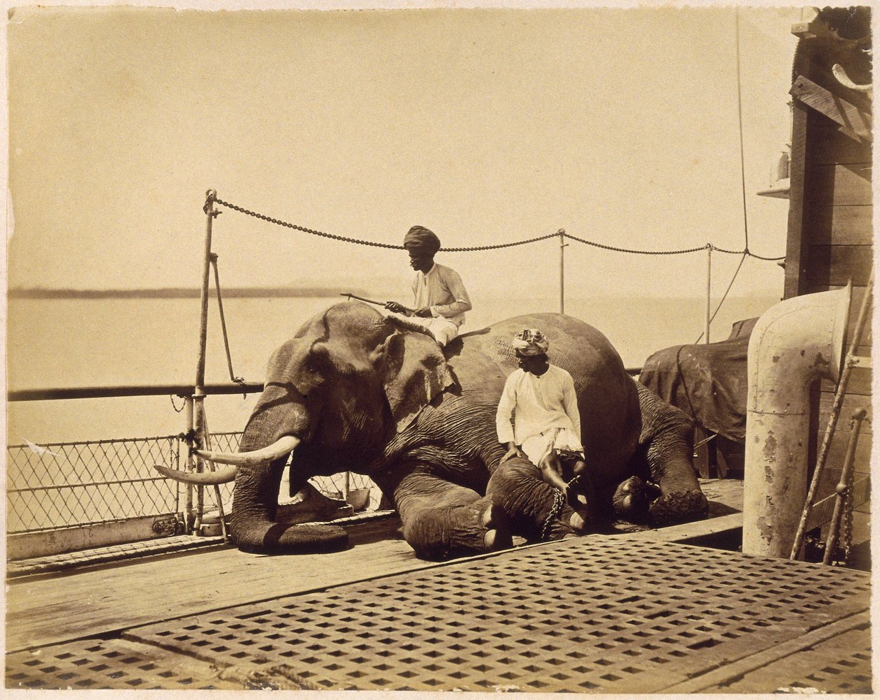 Elefant på dekket av et skip, Penang, Malaya av Unbekannt