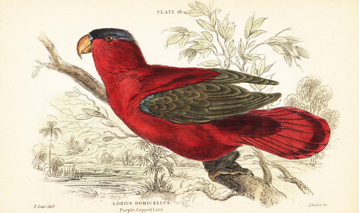 Utrydningstruet purpurnapet lory, Lorius domicella. 1889 (gravering) av Unbekannter Künstler