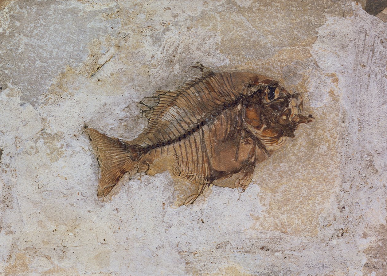 Ephippus oblongus (Fish Fossil) funnet ved Monte Bolca, nær Verona, Italia, Eocene Period (fossil) av Unbekannt