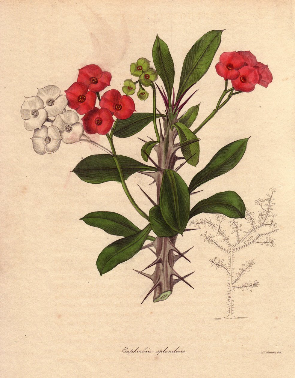 Euphorbia milii. Også kalt Kristi epine eller krone av pigger eller Kristi plante. Arter hjemmehørende på Madagaskar. Navnet kommer fra dens spinnøse stilker og dens karmosinrøde blomst. av Unbekannter Künstler