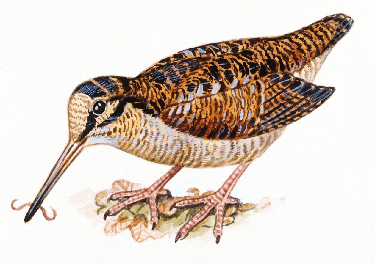 Eurasian Woodcock, Scopolax rusticola av Unbekannt