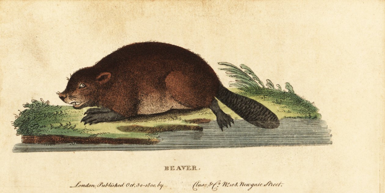 Eurasisk bever, Castor fiber., 1800 (gravering) av Unbekannter Künstler