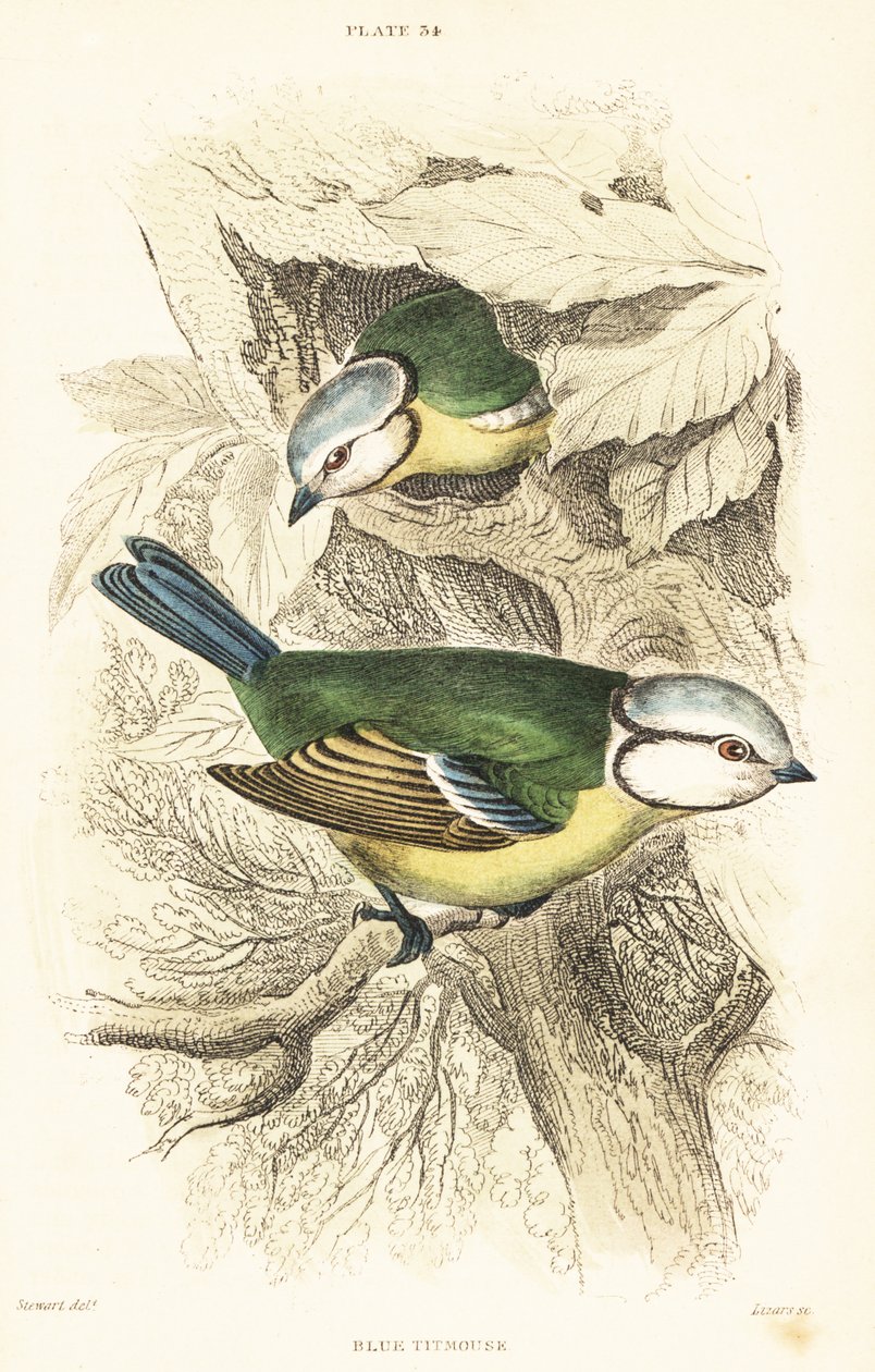 Blåmeis, Cyanistes caeruleus.1889 (gravering) av Unbekannter Künstler