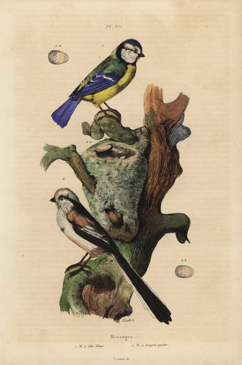 Blåmeis, Cyanoses caeruleus og egg, og langhalemeis, Aegithhalos caudatus, med reir og egg av Unbekannt