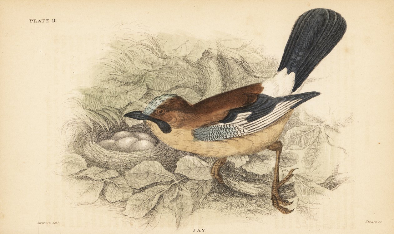 Jay, Garrulus glandarius, med reir og egg. 1889 (gravering) av Unbekannter Künstler