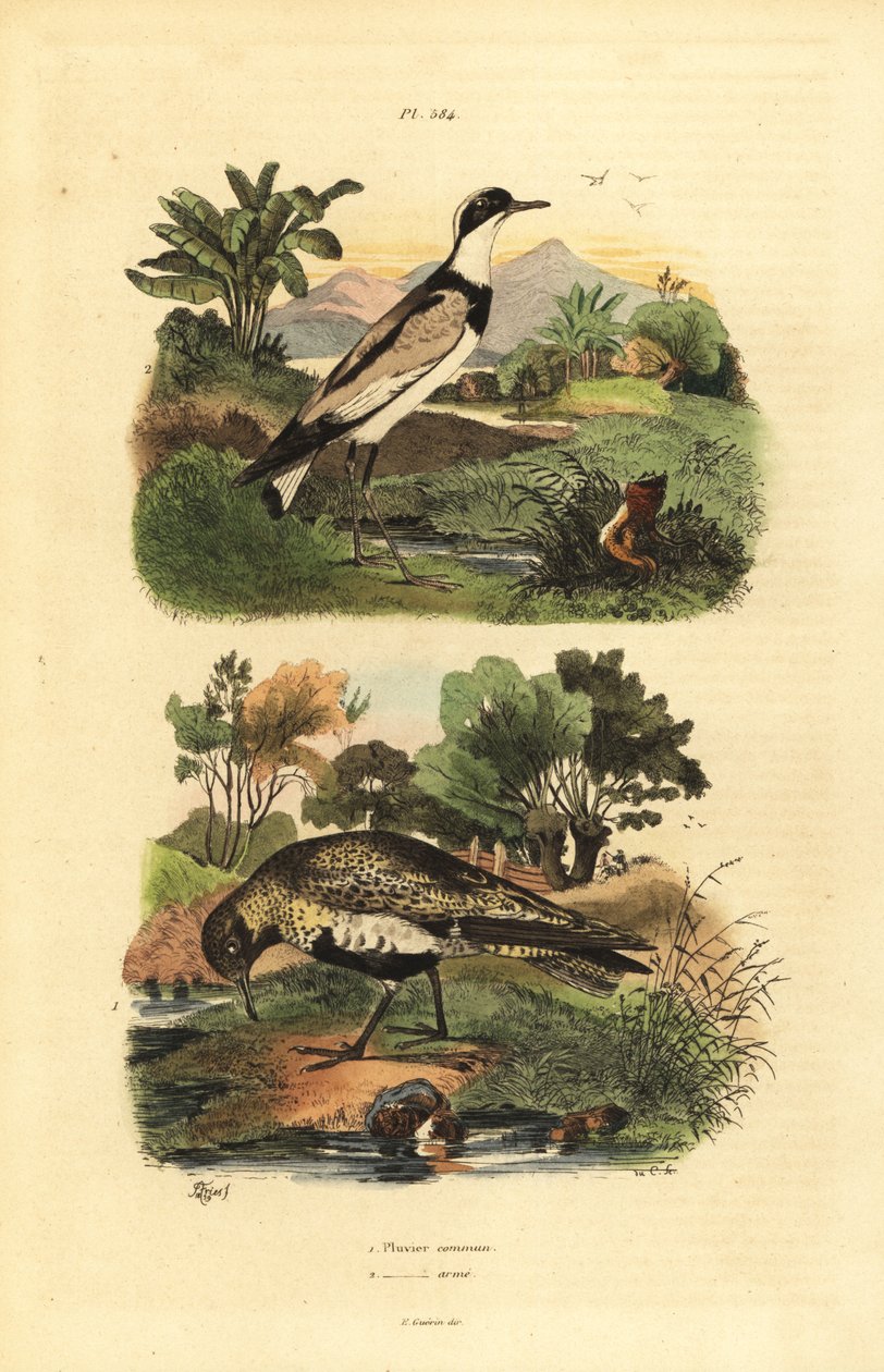 Europeisk gullhår, Pluvialis apricaria, og ringlyr, Charadrius hiaticula av Unbekannt