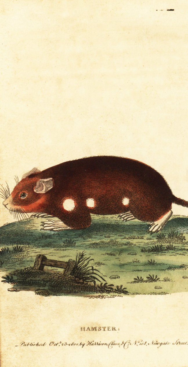 Europeisk hamster, Cricetus cricetus. Kritisk truet. ,1800 (gravering) av Unbekannter Künstler