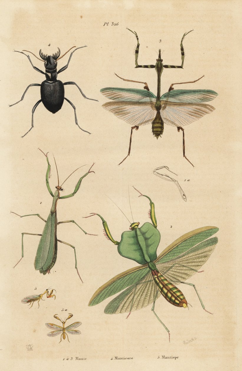 Europeisk mantis, religiøs mantis 1, blad mantis, Choeradodis rhomboidea 2, tigerbille, Manticora latipennis 3, mantidfly, Mantispa styriaca av Unbekannt